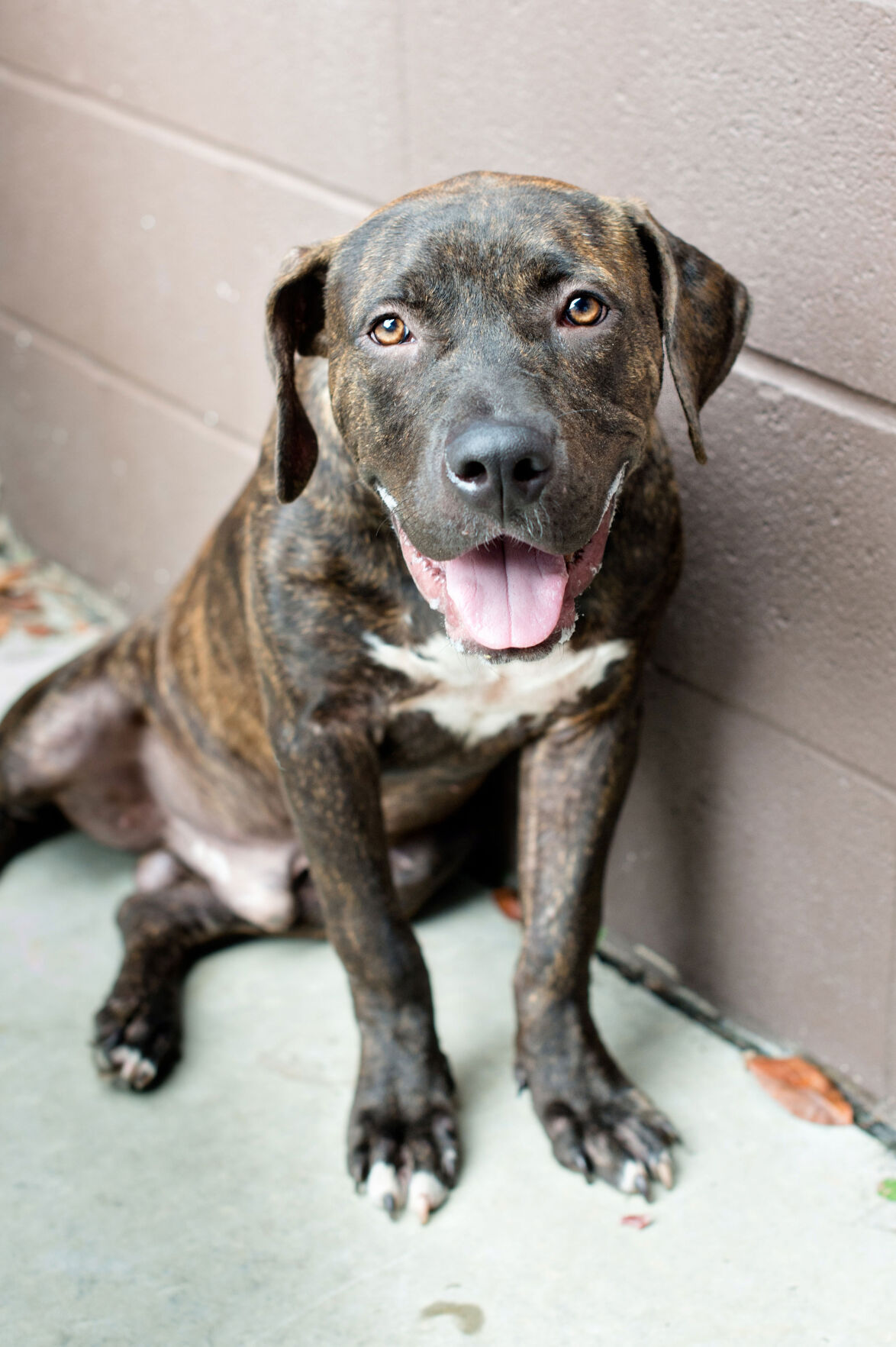 Pet of the Week: Coffee